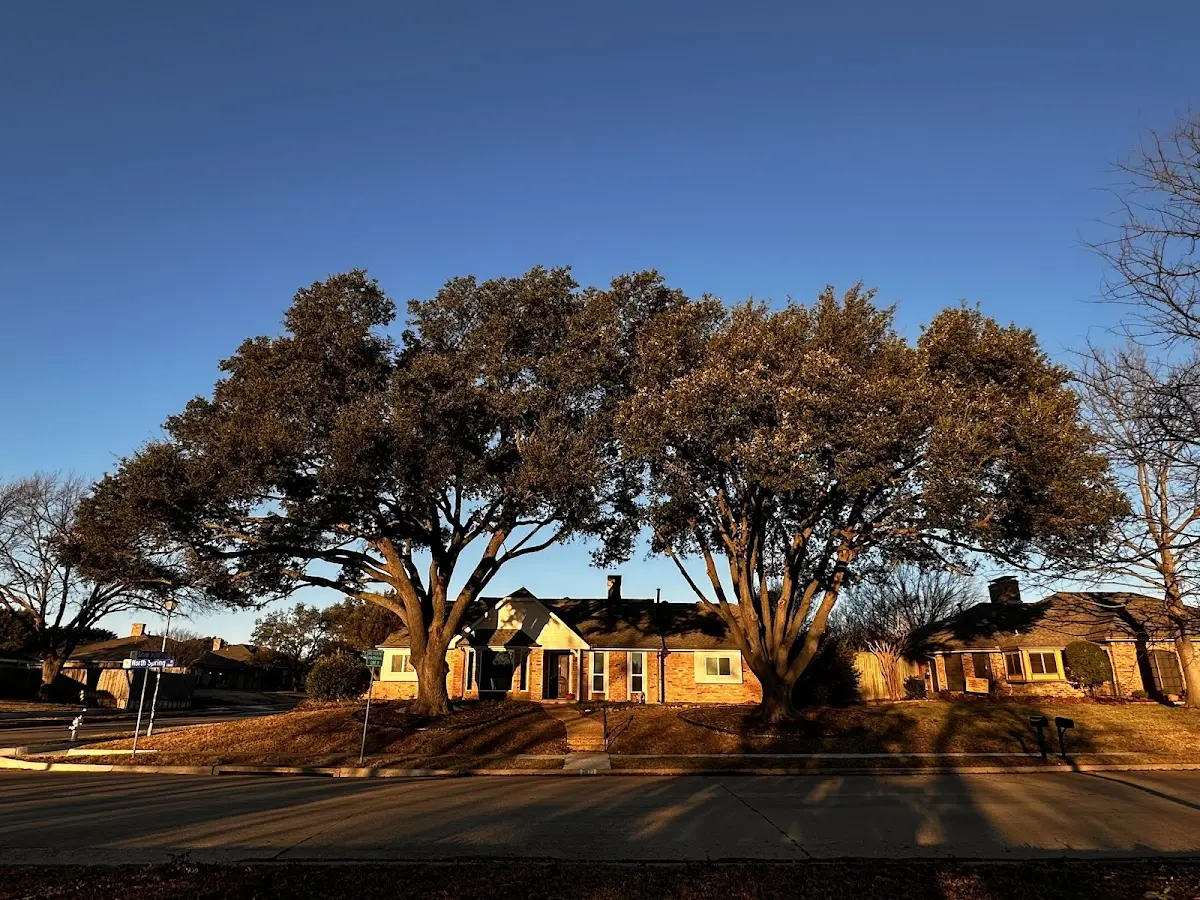 Established residential canopy tree shading a home in Slater